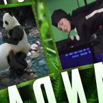 Ein Porno für Pandas